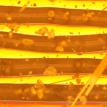 Klaudio - Record 1 under microscope - Dirty (moderately dusty)